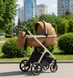 Дитяча Коляска 2 в 1 Carrello Vector CRL-6550 Coral Beige CRL-6550-4 фото